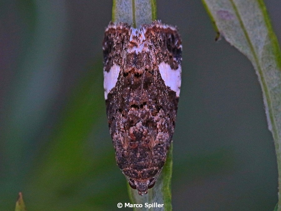 Falena da determinare - Tyta luctuosa, Noctuidae